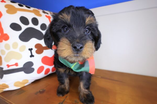 Yoyo Yorkiepoo 01