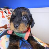Yoyo Yorkiepoo 02