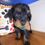 Yoyo Yorkiepoo 03