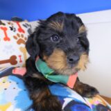 Yoyo Yorkiepoo 04