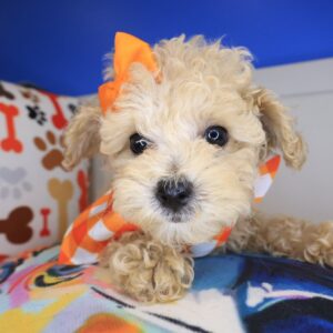 Yumi Poodle 01 Yumi Poodle 01