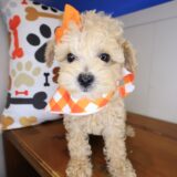 Yumi Poodle 02