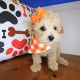 Yumi Poodle 03