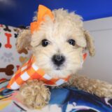 Yumi Poodle 04