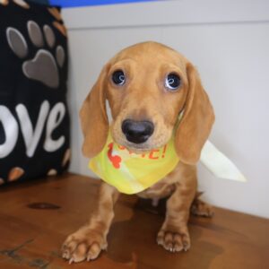 Zan Dachshund 01 Zan Dachshund 01