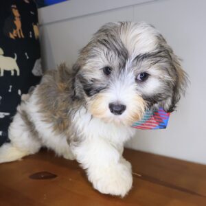 Ziggy Havanese 01 Ziggy Havanese 01