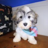 Ziggy Havanese 02
