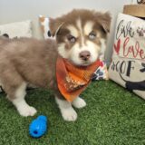 Zuko Siberian Husky 01