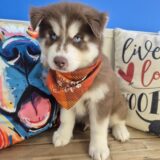 Zuko Siberian Husky 02
