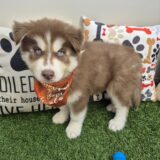 Zuko Siberian Husky 03