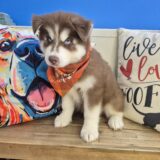Zuko Siberian Husky 04